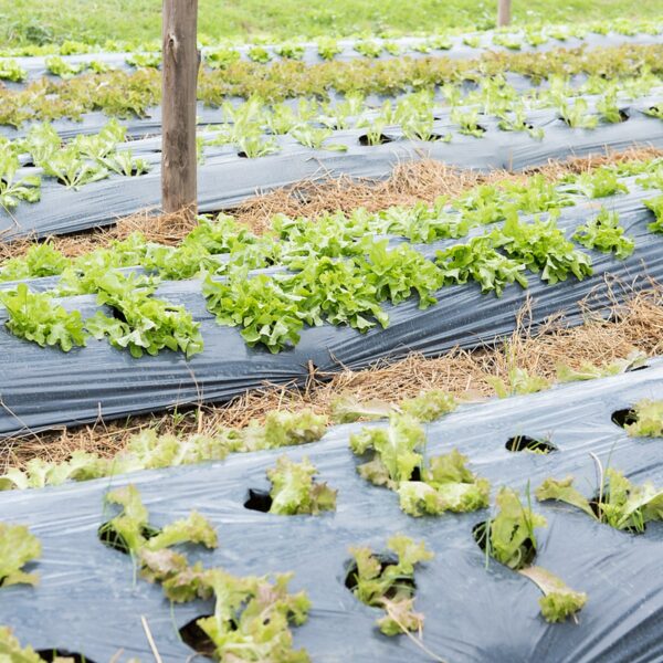 Plástico negro de acolchado en un cultivo de fresas