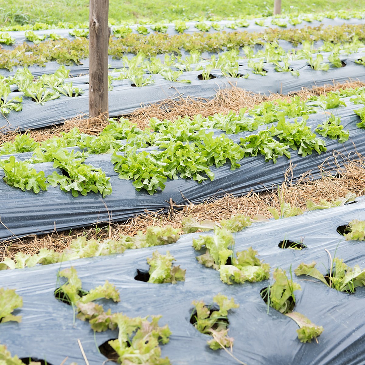 Plástico negro de acolchado en un cultivo de fresas