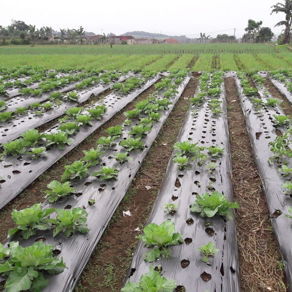 Plástico negro antihierbas en un cultivo al aire libre