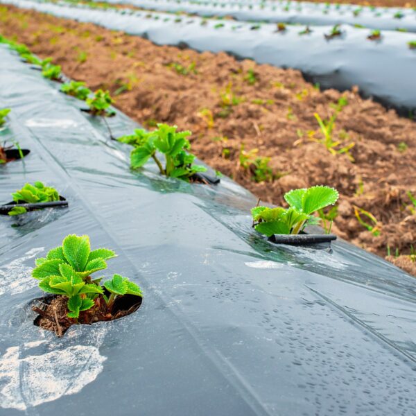 Plantas de huerto creciendo en plástico negro