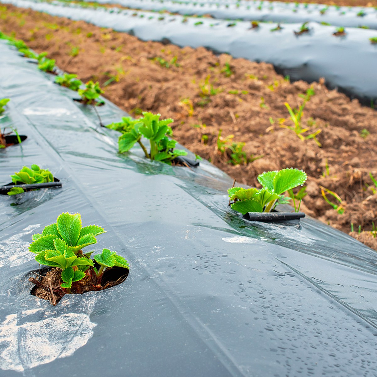 Plantas de huerto creciendo en plástico negro